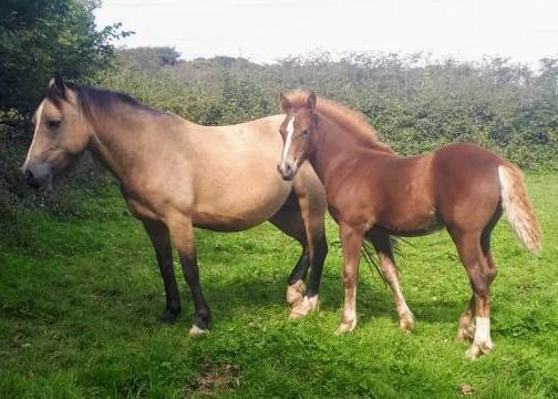 Well Bred Chestnut Filly