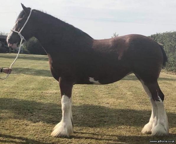 Prolific Winning Quality Clydesdale Mare