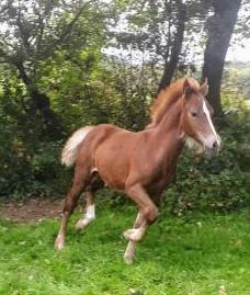 Well Bred Chestnut Filly