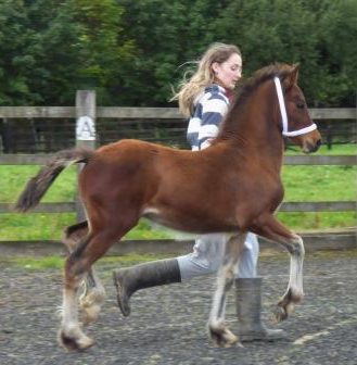 Outstanding Quality Welsh Section D Filly