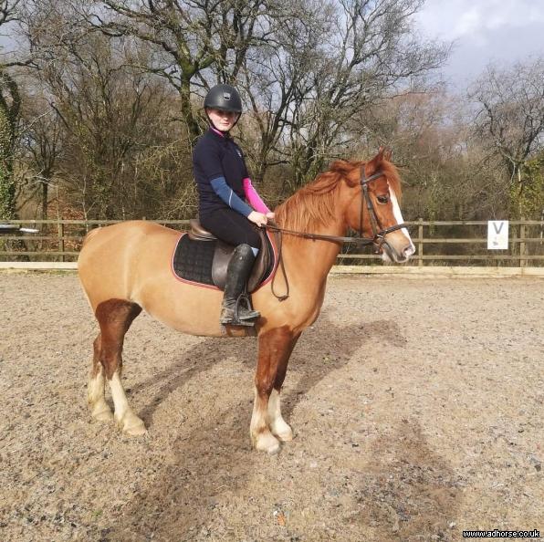 Welsh Section C 14.1hh Talented All Rounder Pony Club Friend