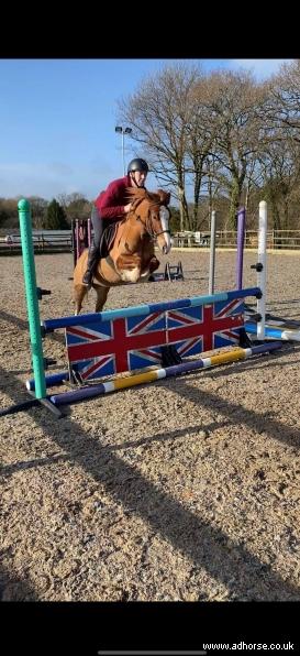 Welsh Section C 14.1hh Talented All Rounder Pony Club Friend