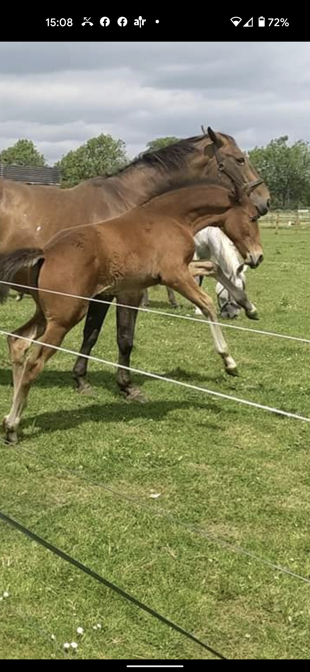 REDUCED  5000.ono Stunning wb x Andalusian filly