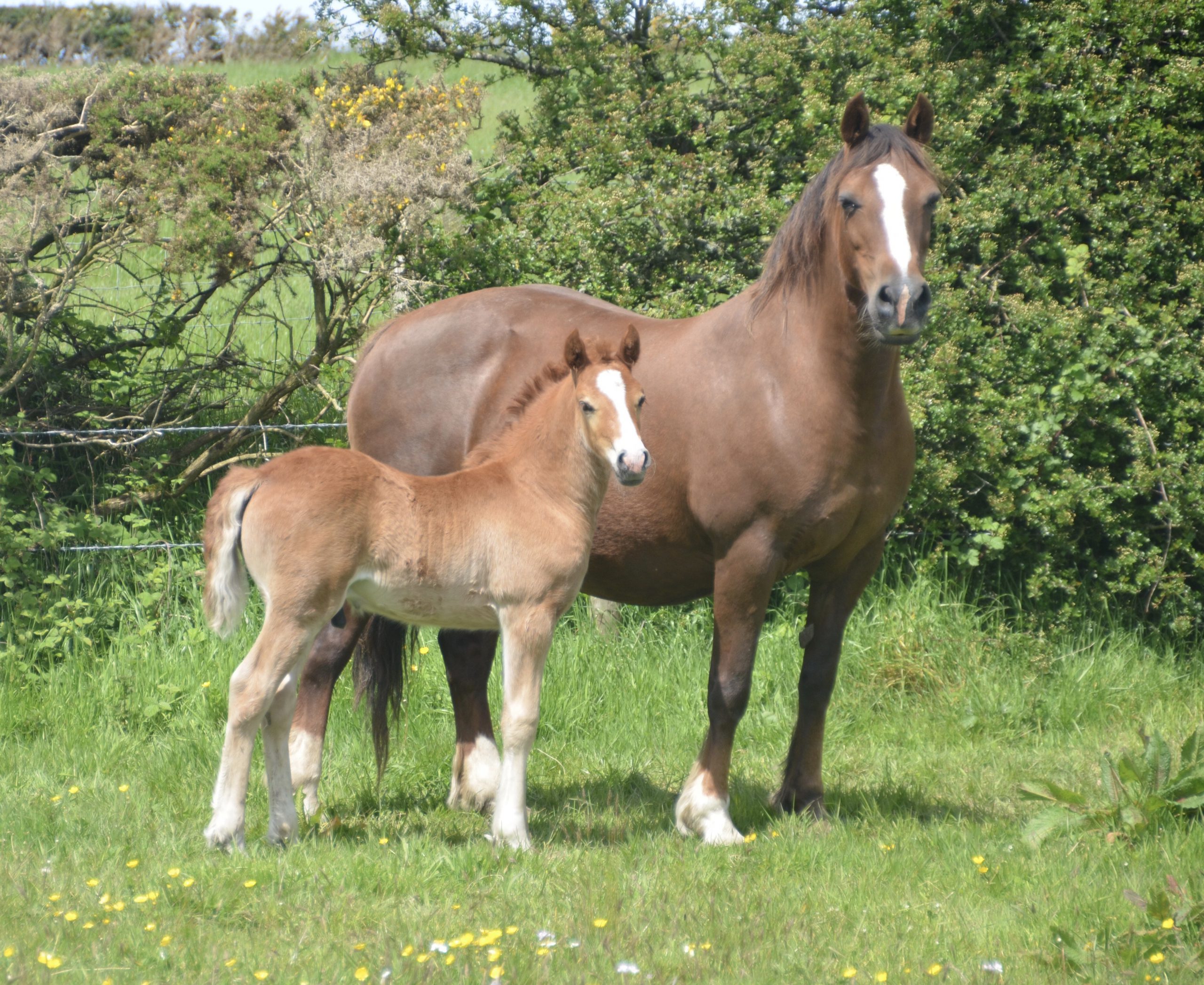 Top Quality Welsh Sec D colt foal