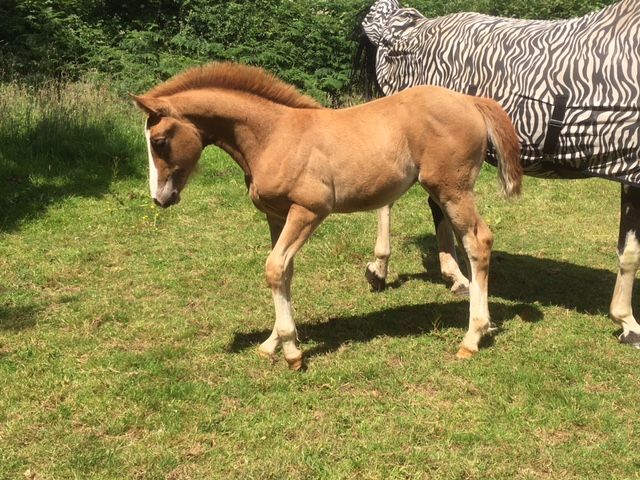 POTENTIAL PERFORMANCE HORSE – LARGE WELSH PART BRED FILLY FOAL